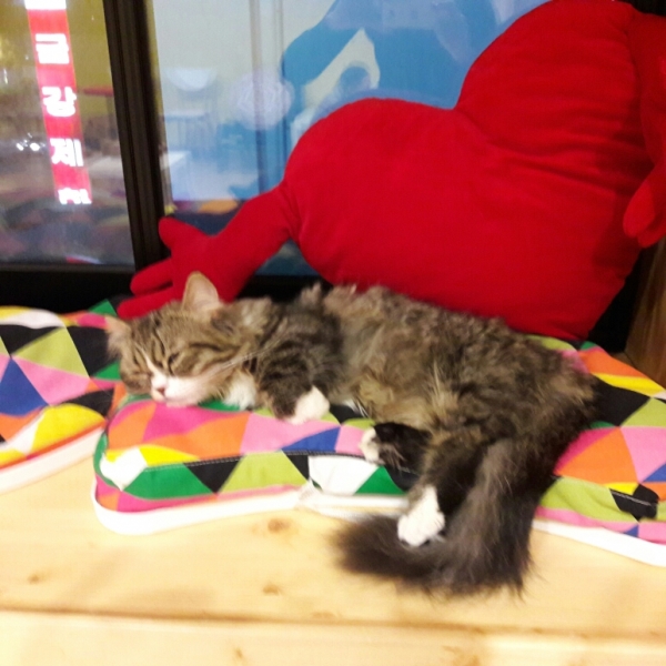 Поговорим о кошках41