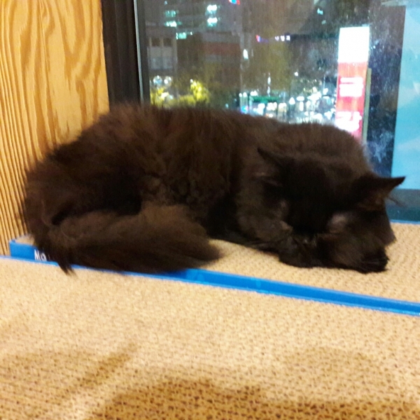 Поговорим о кошках41