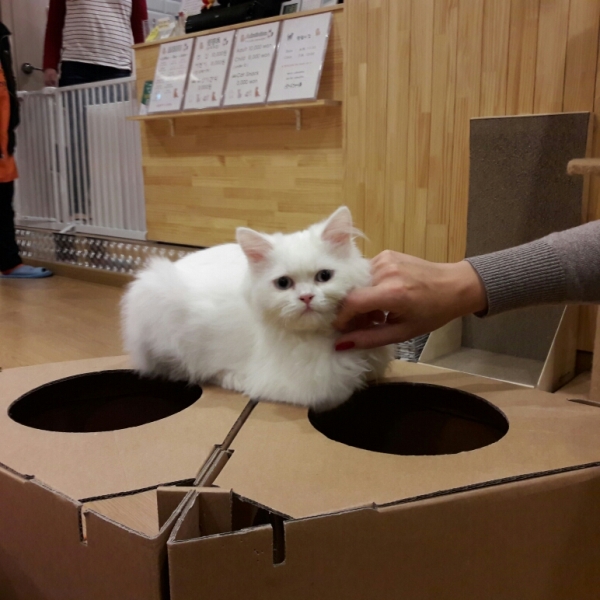 Поговорим о кошках41