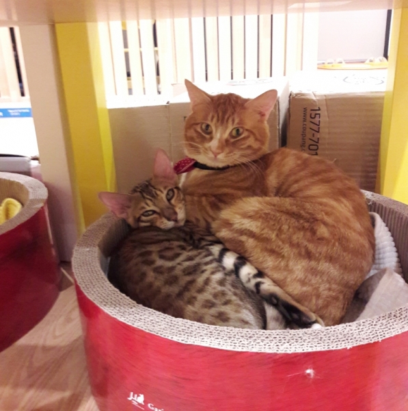 Поговорим о кошках41