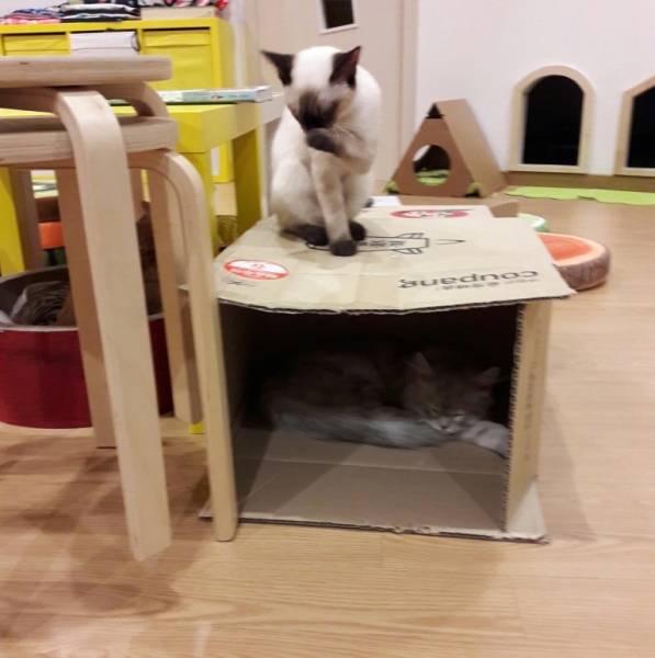 Поговорим о кошках41