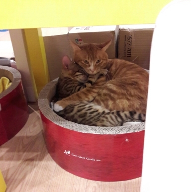 Поговорим о кошках41