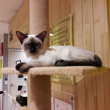 Поговорим о кошках41