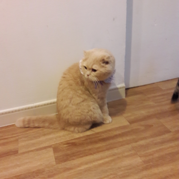 Поговорим о кошках41