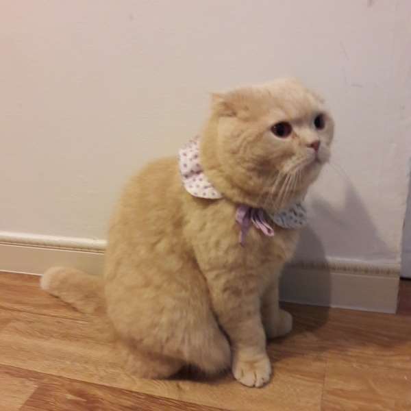 Поговорим о кошках41