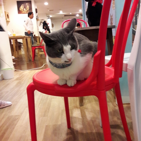 Поговорим о кошках41