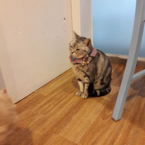 Поговорим о кошках41