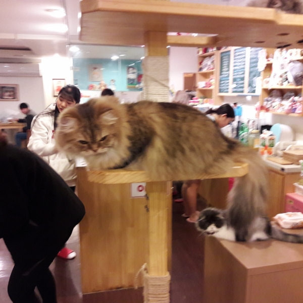 Поговорим о кошках41