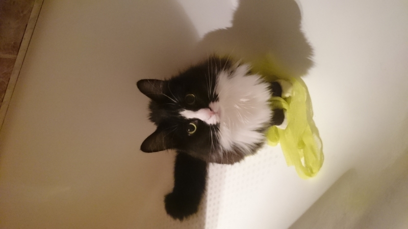 Поговорим о кошках41