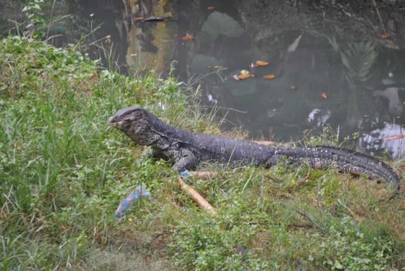 Незатоптанные красоты Шри Ланки.