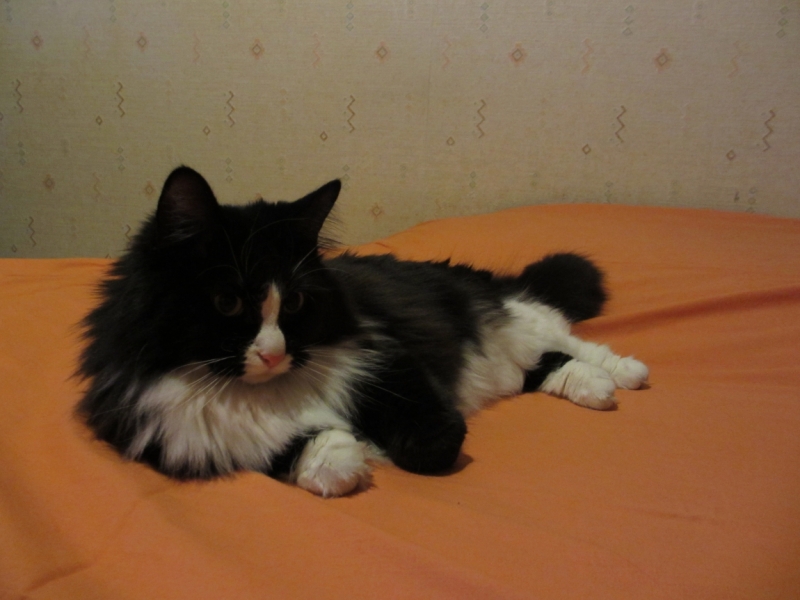 Поговорим о кошках41