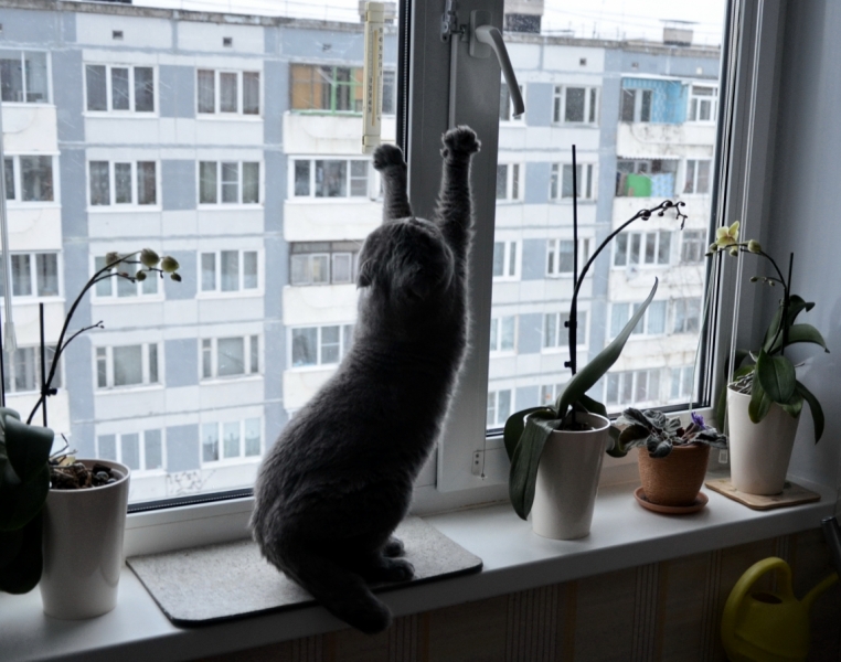 Поговорим о кошках41