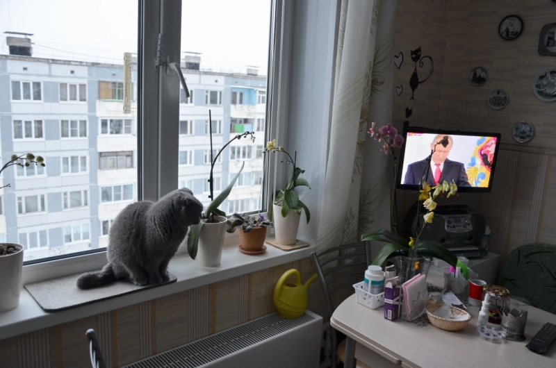 Поговорим о кошках41