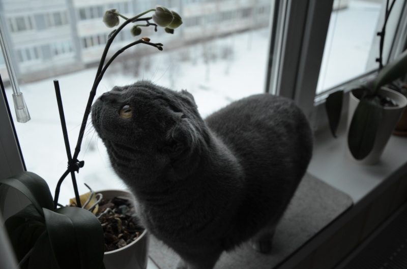 Поговорим о кошках41