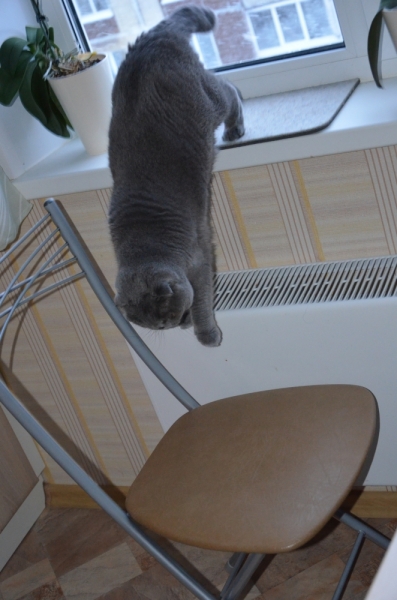 Поговорим о кошках41