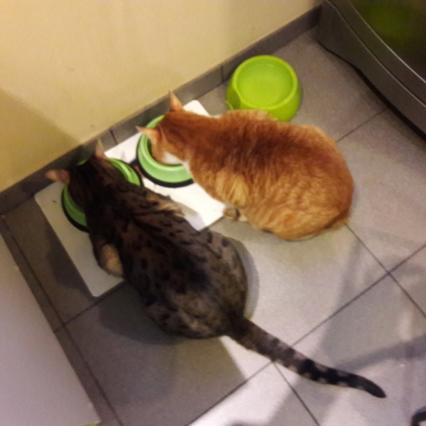 Поговорим о кошках41