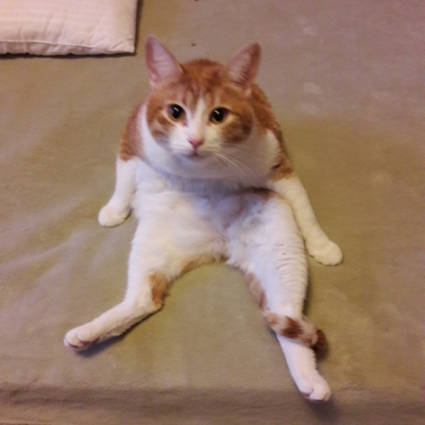 Поговорим о кошках41