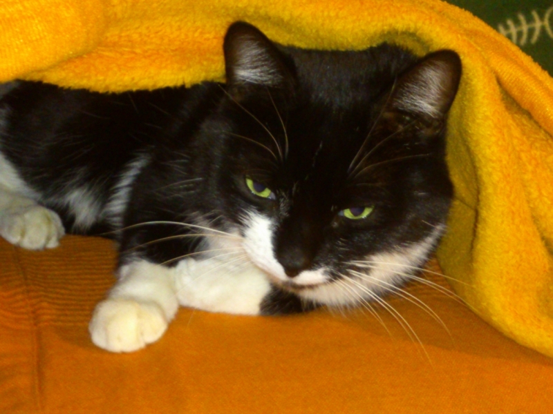 Поговорим о кошках41