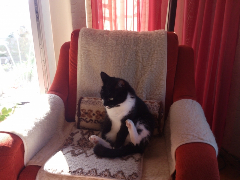 Поговорим о кошках41