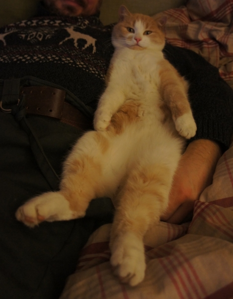 Поговорим о кошках41