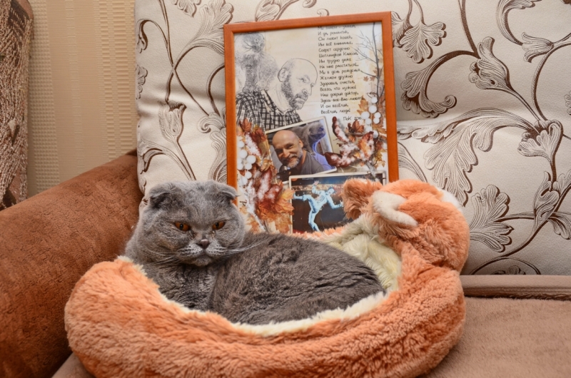 Поговорим о кошках41