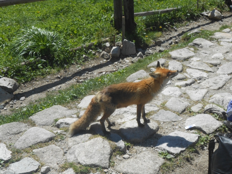 Горы, замки, море… (Словакия, Польша, Прибалтика 2016).