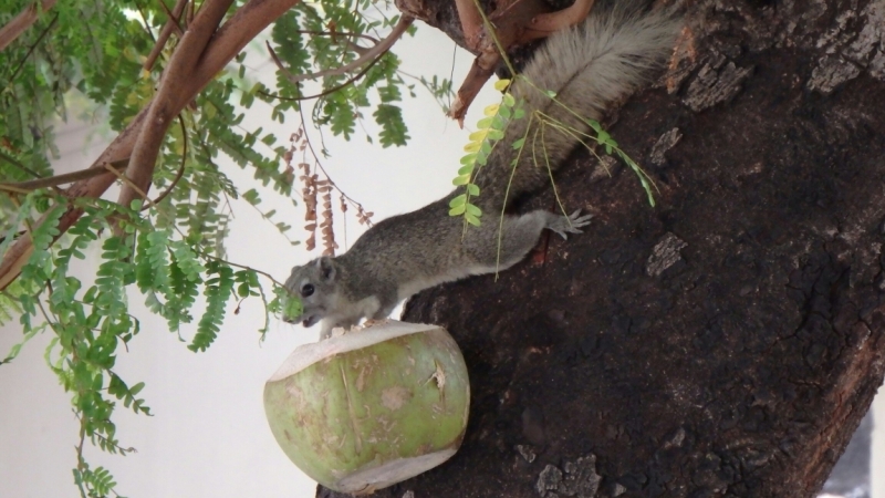 Первый раз самостоятельно в ЮВА: Бангкок, Сиемреап, Самуи