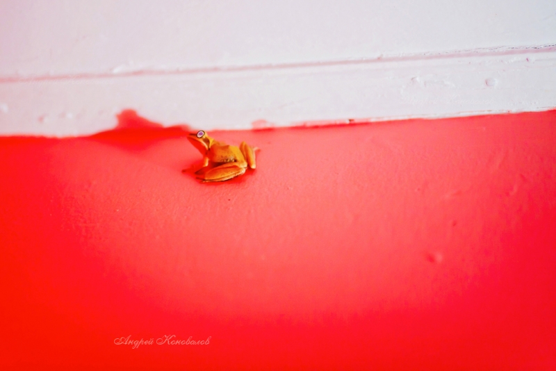 Фотоотчет Шри Ланка 2012 часть первая! Интересно)