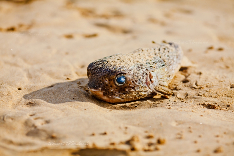 Фотоотчет Шри Ланка 2012 часть первая! Интересно)