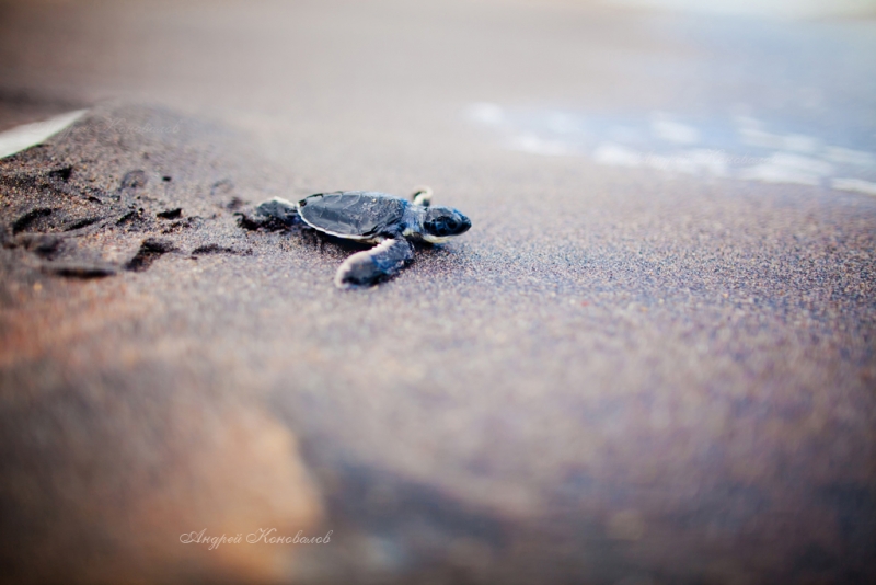 Фотоотчет Шри Ланка 2012 часть первая! Интересно)