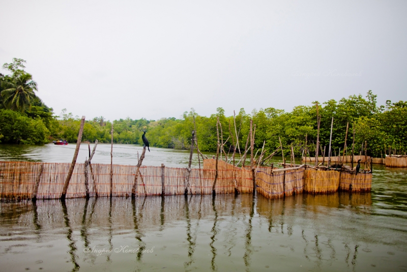 Фотоотчет Шри Ланка 2012 часть первая! Интересно)