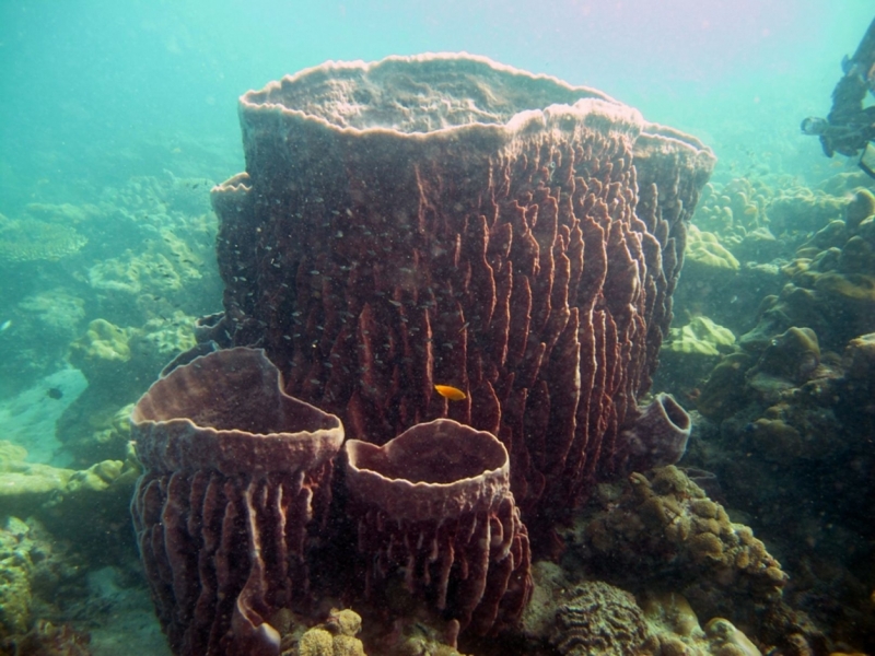 Thailand, Koh Lipe, 05/2011