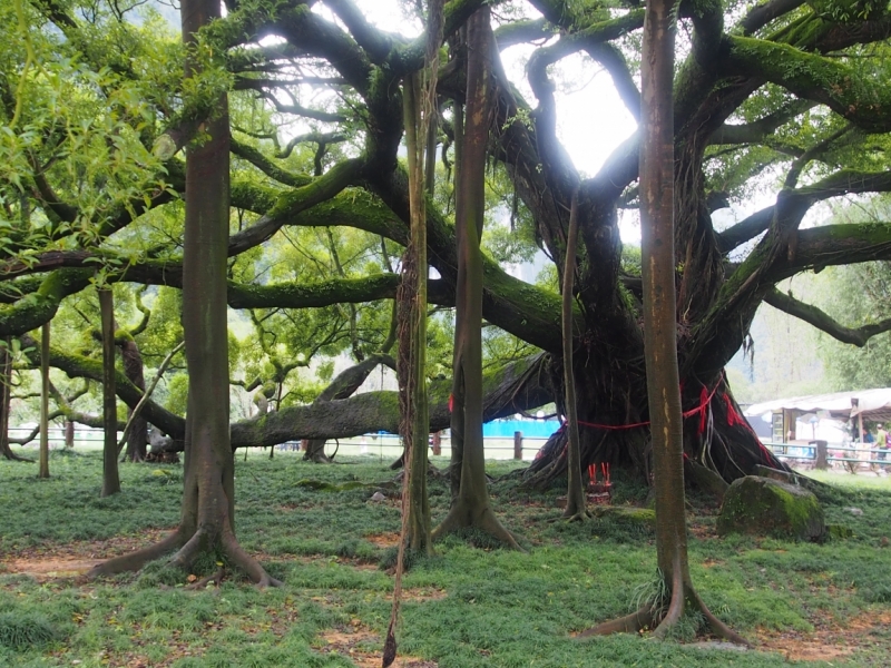 Галопом по Китаю. Гуанчжоу-Гулинь-Яншо-Гуйлинь-Чжандзанце-Гуанчжоу за 8 дней.