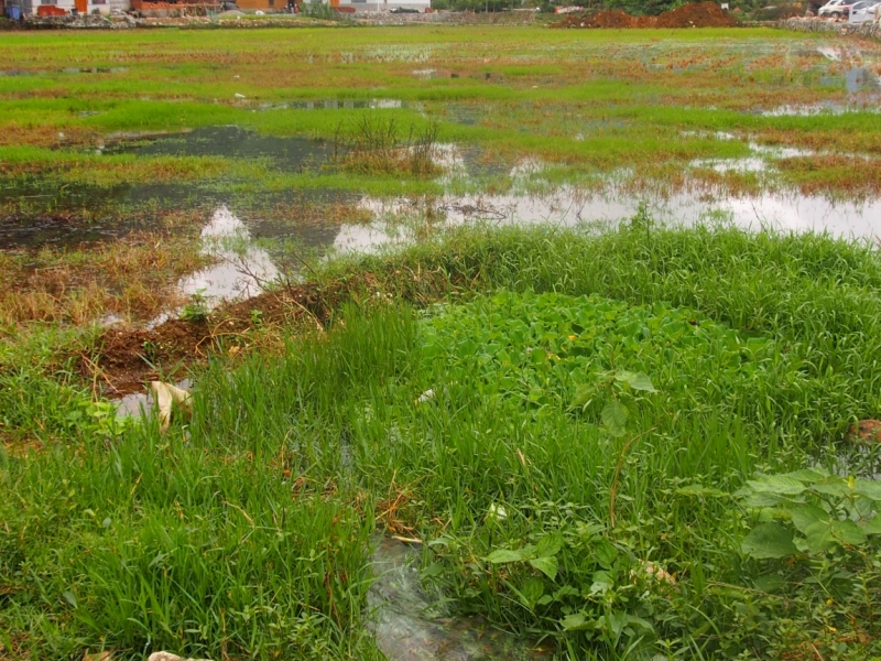 Галопом по Китаю. Гуанчжоу-Гулинь-Яншо-Гуйлинь-Чжандзанце-Гуанчжоу за 8 дней.