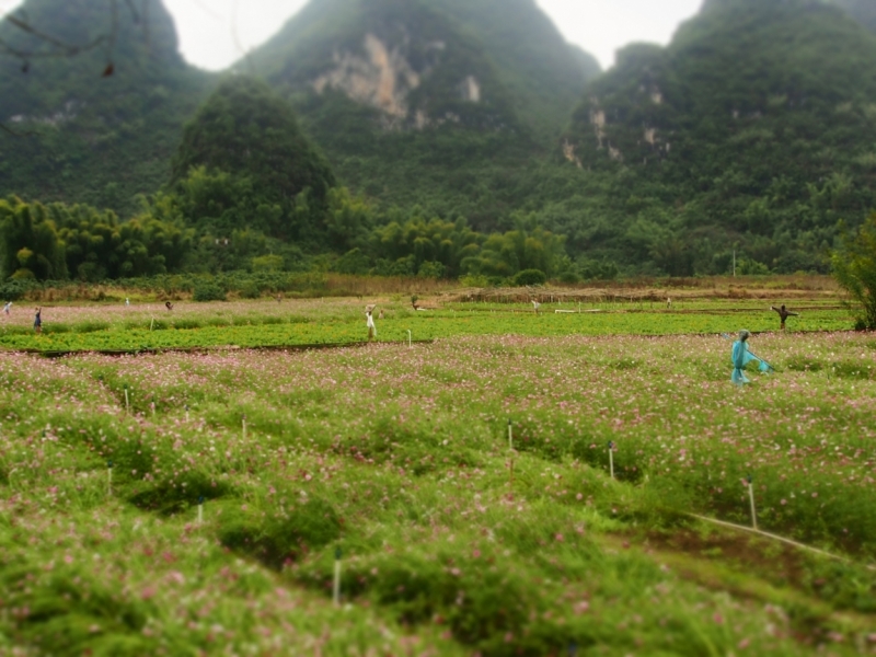 Галопом по Китаю. Гуанчжоу-Гулинь-Яншо-Гуйлинь-Чжандзанце-Гуанчжоу за 8 дней.