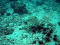 Thailand, Koh Lipe, 05/2011