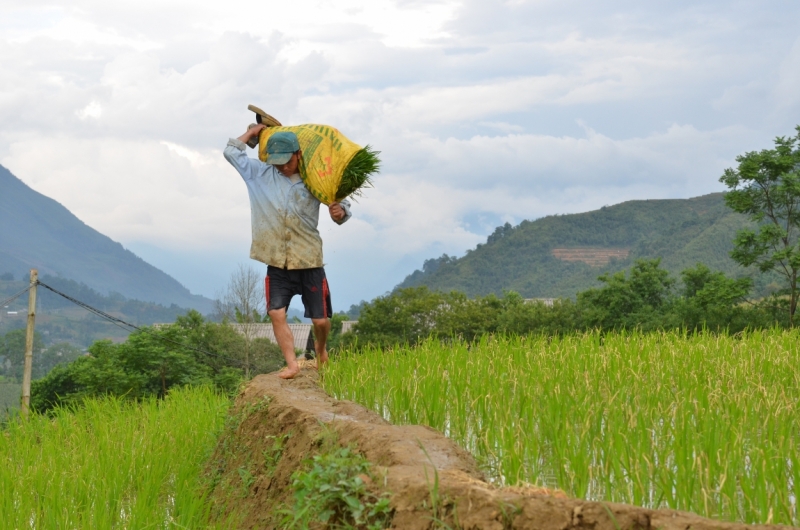 Северный Вьетнам.Ha Noi-Sapa-Mu Cang Chai-Cat Ba-Nha Trang-Ho Chi Minh