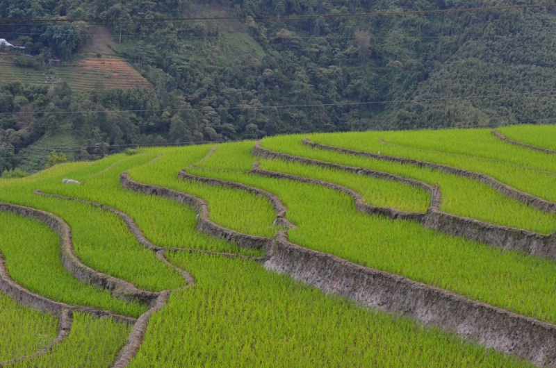 Северный Вьетнам.Ha Noi-Sapa-Mu Cang Chai-Cat Ba-Nha Trang-Ho Chi Minh