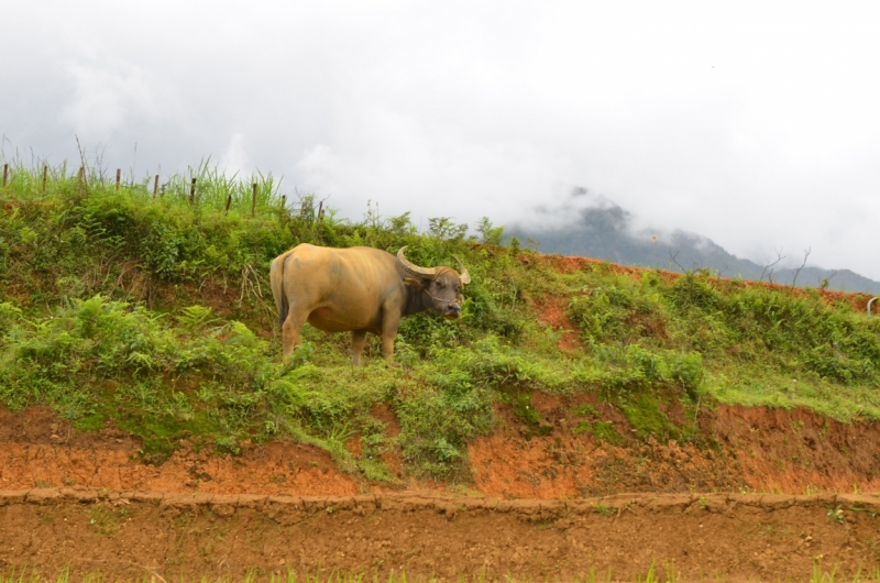 Северный Вьетнам.Ha Noi-Sapa-Mu Cang Chai-Cat Ba-Nha Trang-Ho Chi Minh