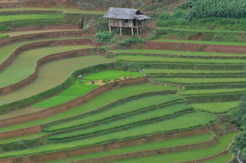 Северный Вьетнам.Ha Noi-Sapa-Mu Cang Chai-Cat Ba-Nha Trang-Ho Chi Minh