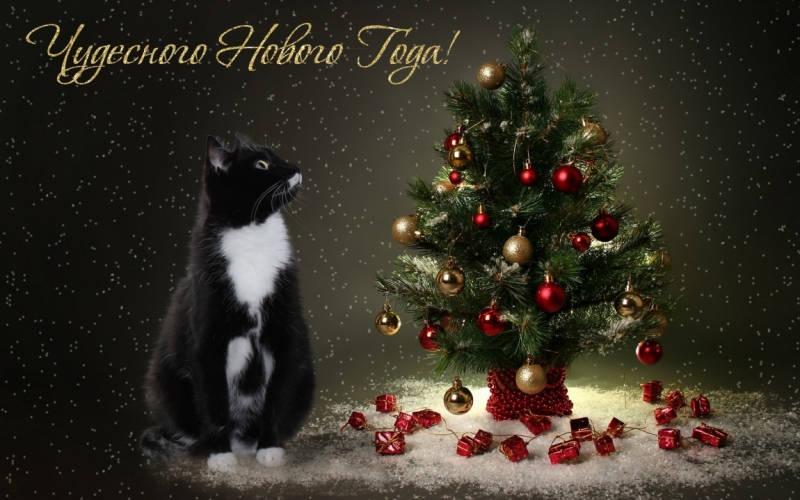 Поговорим о кошках 42