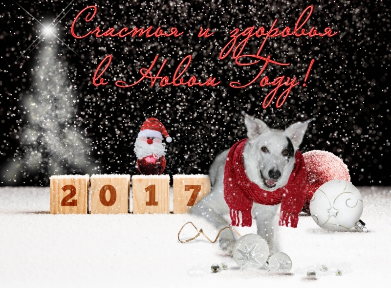 Поговорим о кошках 42