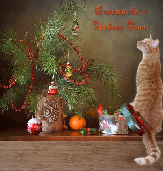 Поговорим о кошках 42