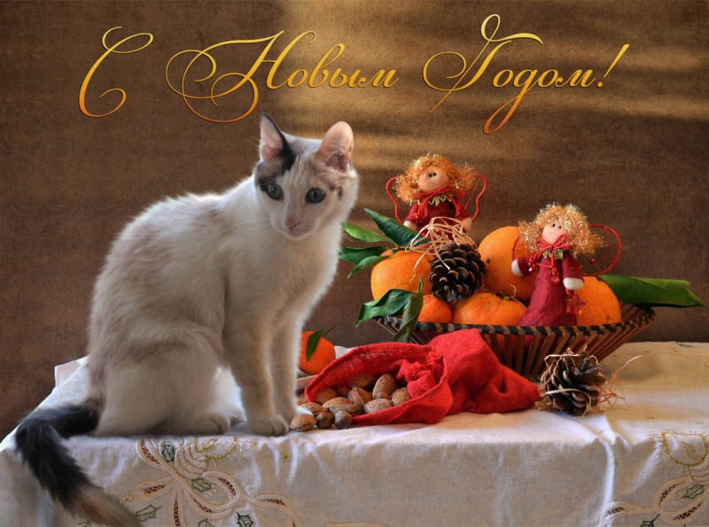 Поговорим о кошках 42