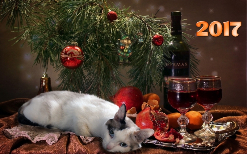 Поговорим о кошках 42