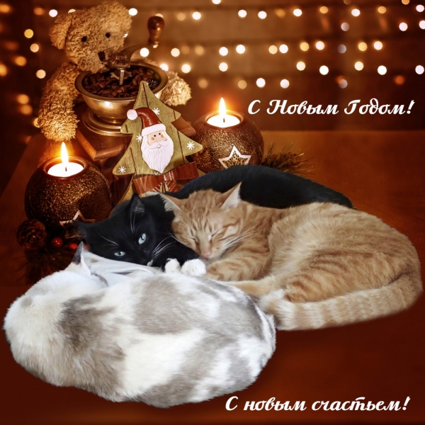 Поговорим о кошках 42