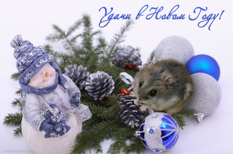 Поговорим о кошках 42