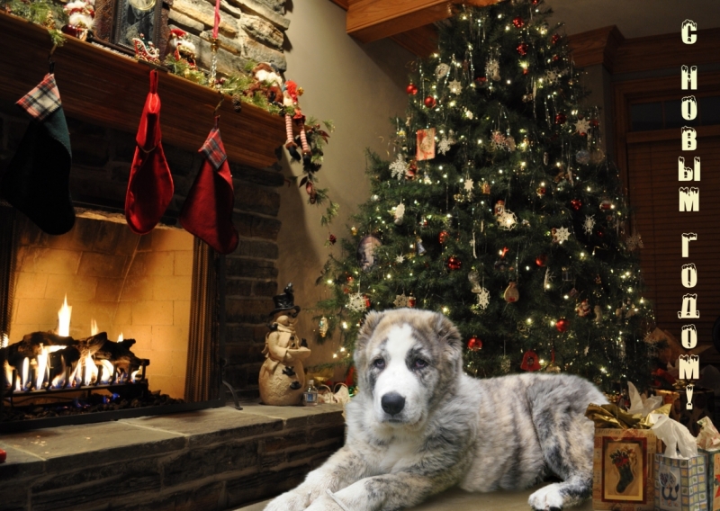 Поговорим о кошках 42