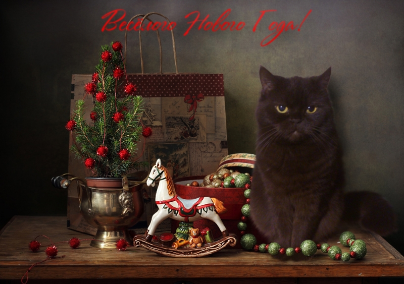 Поговорим о кошках 42