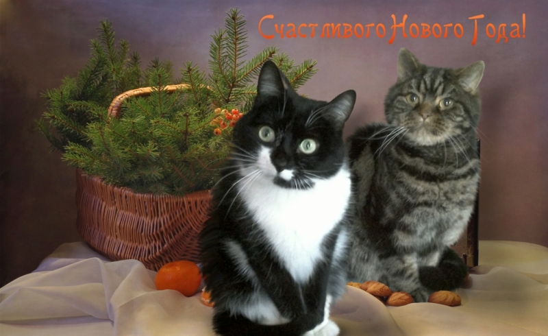 Поговорим о кошках 42